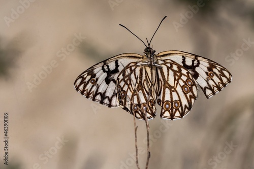 Day butterfly perched on flower, Melanargia occitanica photo