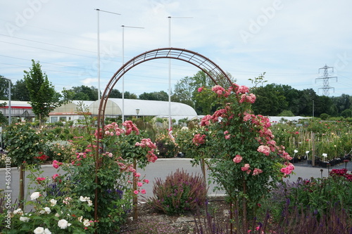 flowers in the garden