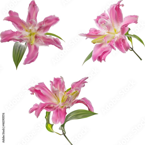 three isolated lily light pink fine blooms