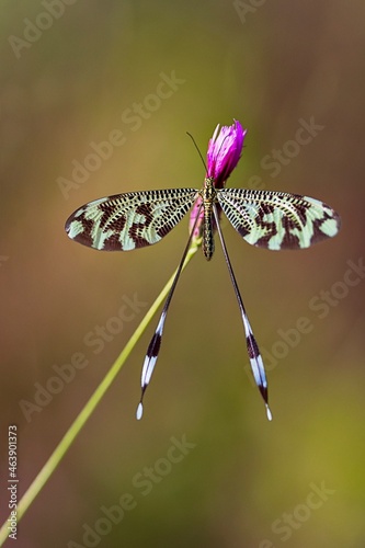 Neuropteron perched on flower, Nemoptera bipennis. Natural background. photo