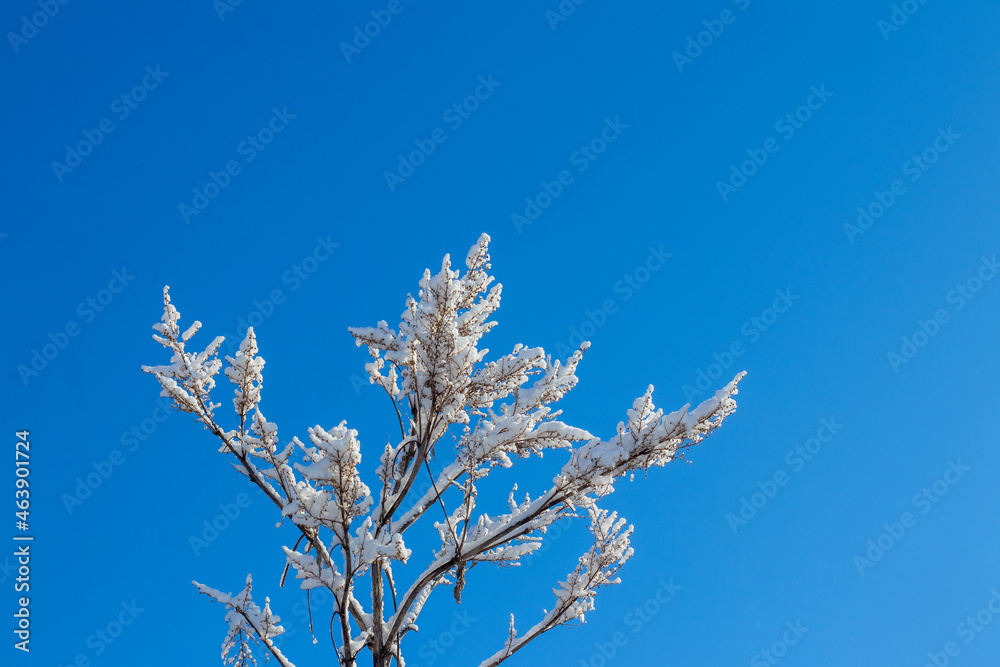 Fluffy snow covered tree branches on a background of blue sky in sunny weather