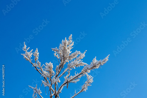 Fluffy snow covered tree branches on a background of blue sky in sunny weather