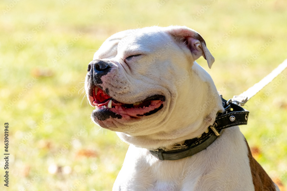 Dog breed American Bulldog with closed eyes close up on a leash in sunny weather. Portrait of a dog