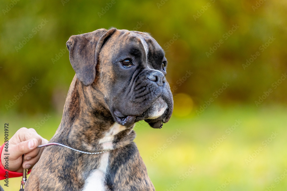 Big dog breed German boxer close up on a leash near the mistress