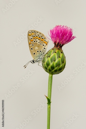 Day butterfly perched on flower, Polymmatus Celina photo