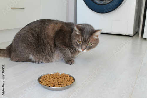 A domestic gray cat with different eyes refuses to eat dry food. Poor-quality cat food, feline diseases and poor appetite.