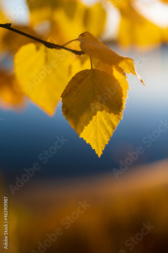 Autumn yellow leaves on the birch tree at sunset. Selective focus, blurred background. Beautiful autumn nature background.