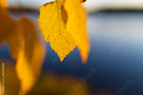 Autumn yellow leaves on the birch tree at sunset. Selective focus, blurred background. Beautiful autumn nature background.