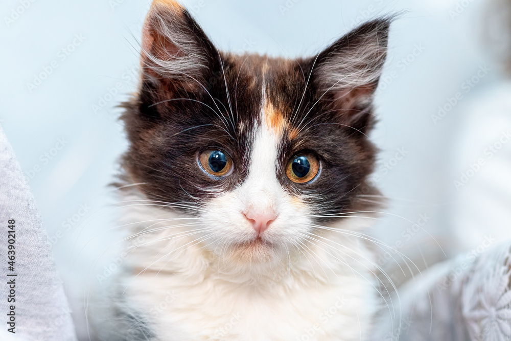 Fototapeta premium Cute fluffy kitten with black and white fur and a cute look