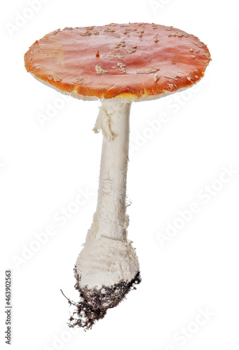 isolated poisonous orange fly agaric mushroom