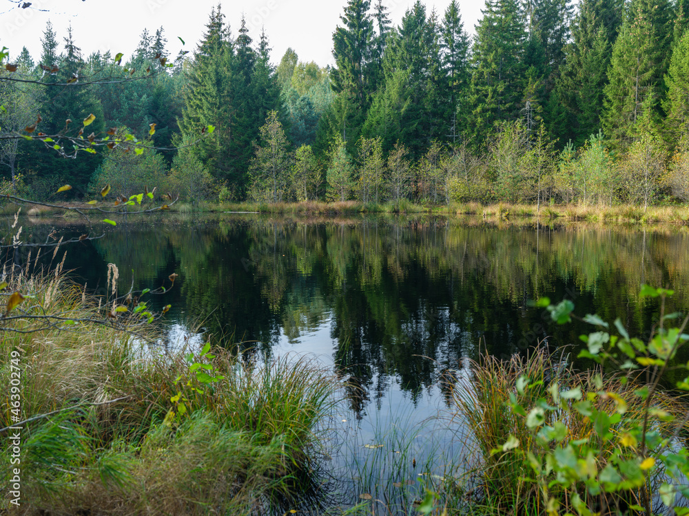 Obraz premium wild forest river stream in autumn woodland covered with old tree trunks
