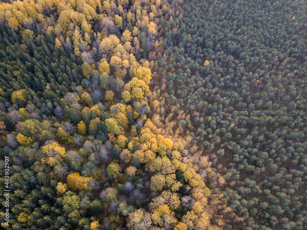 autumn forest view from drone camera autumn forest view from drone camera