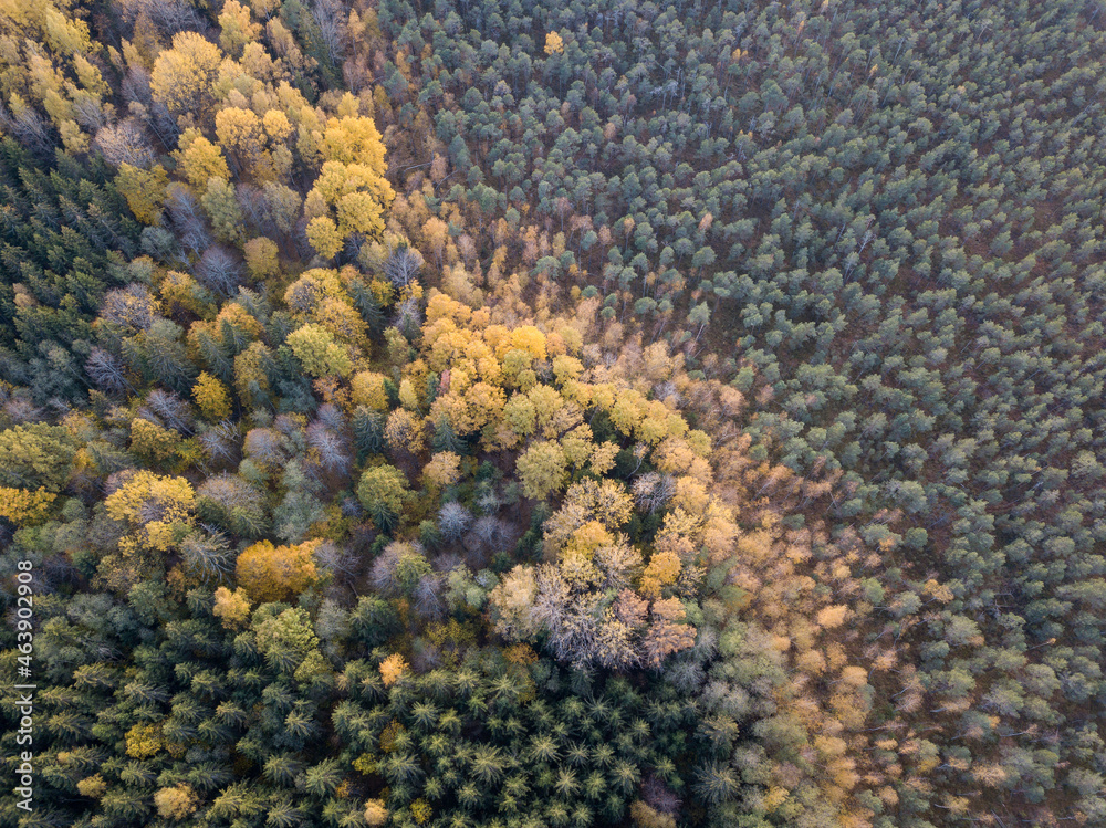autumn forest view from drone camera autumn forest view from drone camera