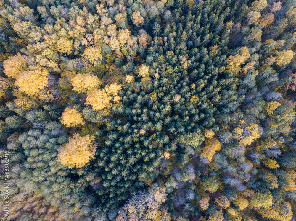 autumn forest view from drone camera autumn forest view from drone camera