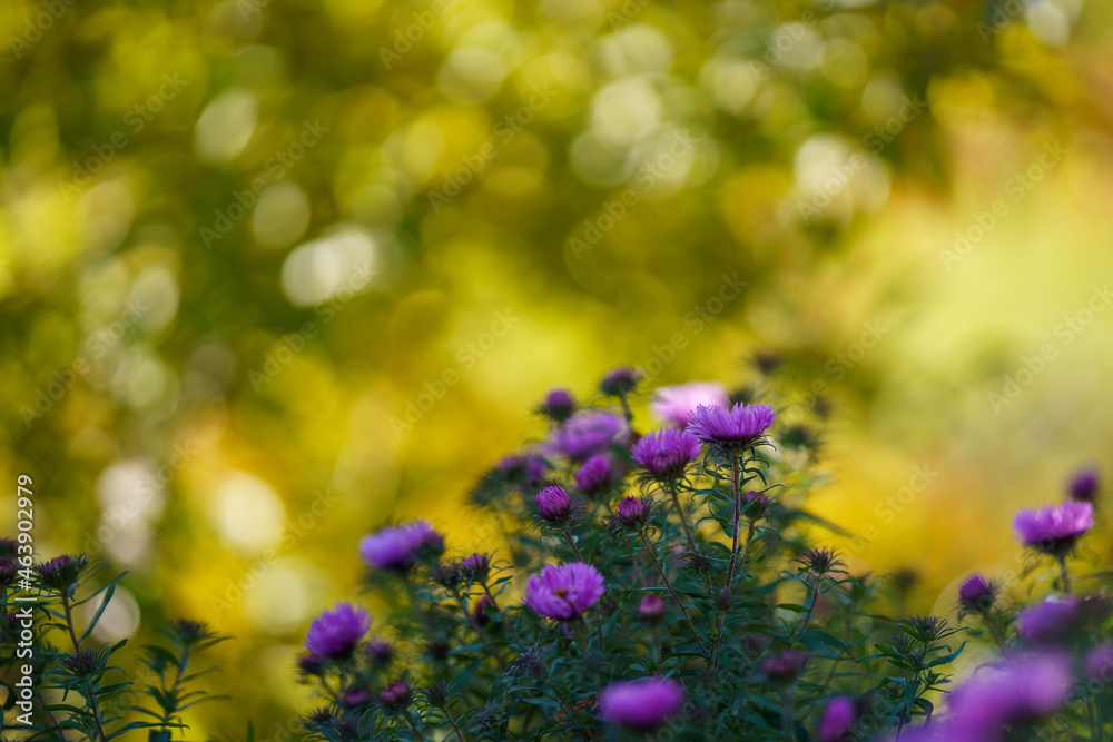 Obraz premium purple autumn flowers on green background