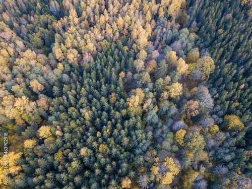 autumn forest view from drone camera