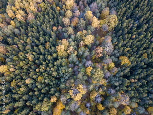 autumn forest view from drone camera
