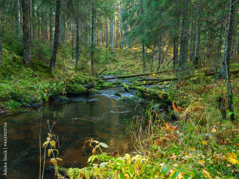 Obraz premium wild forest river stream in autumn woodland covered with old tree trunks