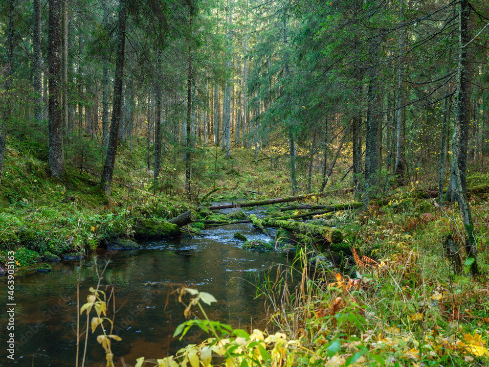 wild forest river stream in autumn woodland covered with old tree trunks wild forest river stream in autumn woodland covered with old tree trunks