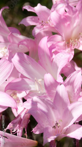 Arbusto de flores rosas acampanadas