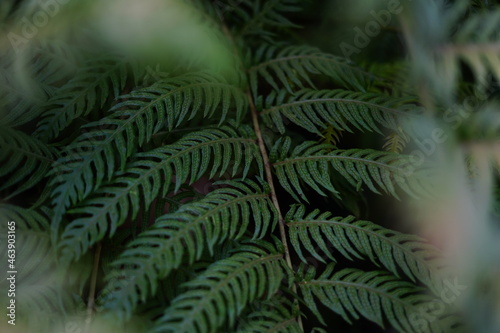 Green fern leaf deep in the forest