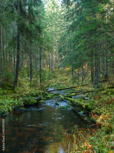 Fototapeta Naklejka Na Ścianę i Meble -  wild forest river stream in autumn woodland covered with old tree trunks