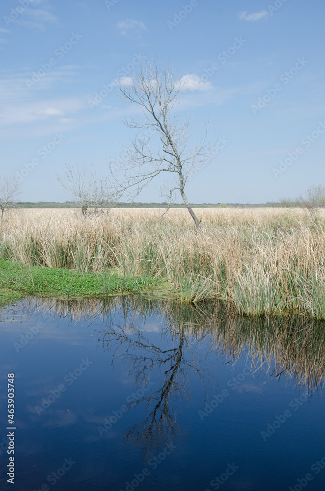 A bare tree reflected in a pond on an early spring day in Brazos Bend State Park.