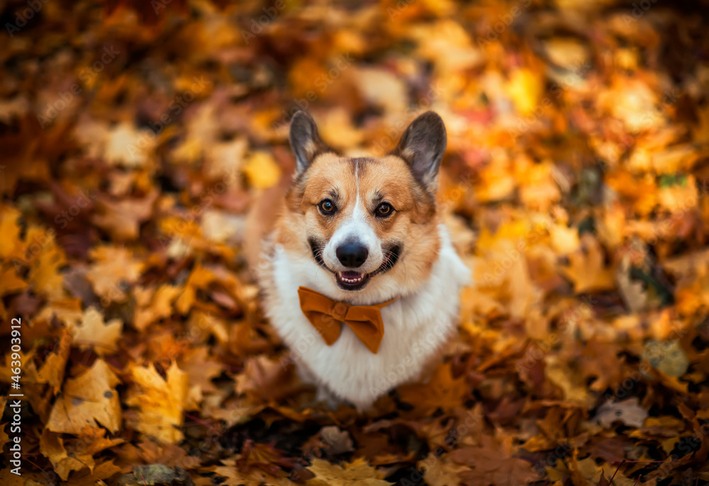 cute corgi dog puppy is sitting in an autumn park among bright fallen golden leaves cute corgi dog puppy is sitting in an autumn park among bright fallen golden leaves