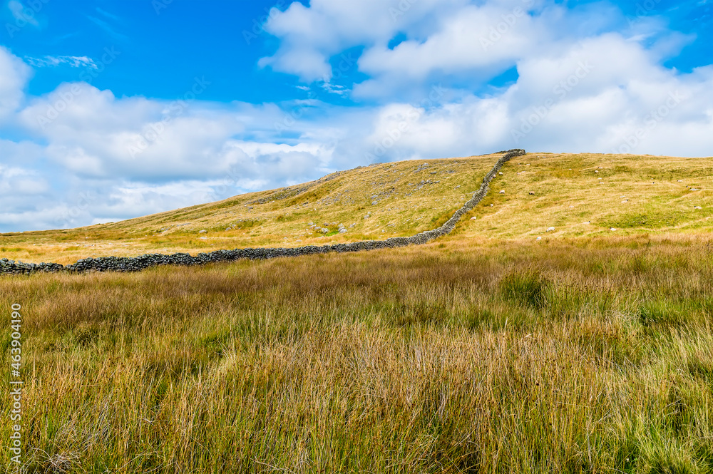 A view of a dry stone wall snaking across the Yorkshire Dales close to Malham Cove, Yorkshire in summertime