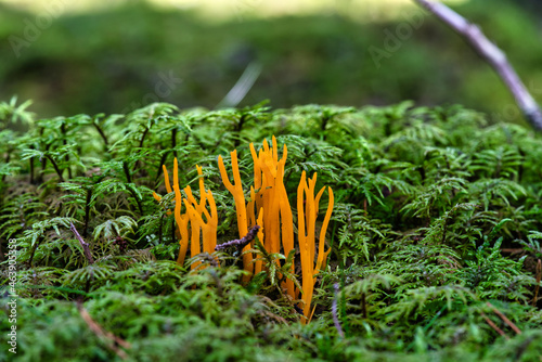 Yellow Stagshorn prob. Calocera viscosa, moss and dead wood photo