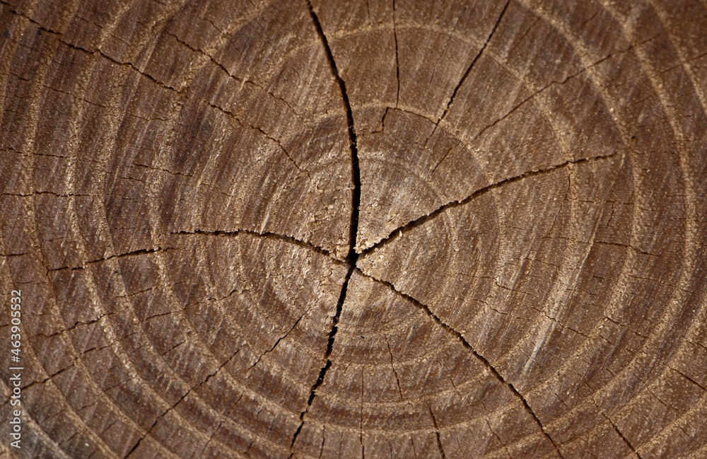 Naklejka premium wood background. Old wooden oak tree cut surface. Detailed warm dark brown and orange tones of a felled tree trunk or stump. Rough organic texture of tree rings with close up of end grain.