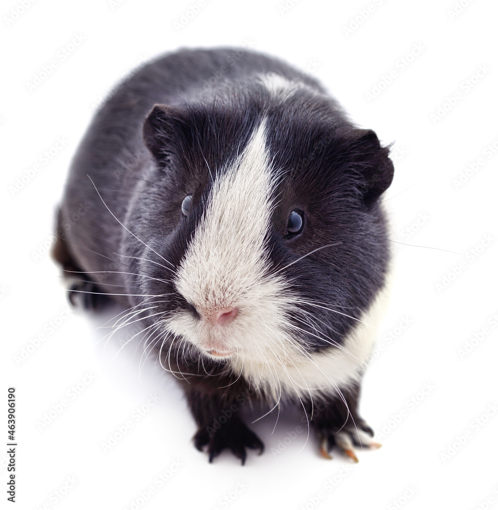 One guinea pig. One guinea pig.