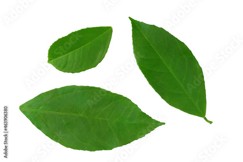 Lemon lime leaves isolated on a white background