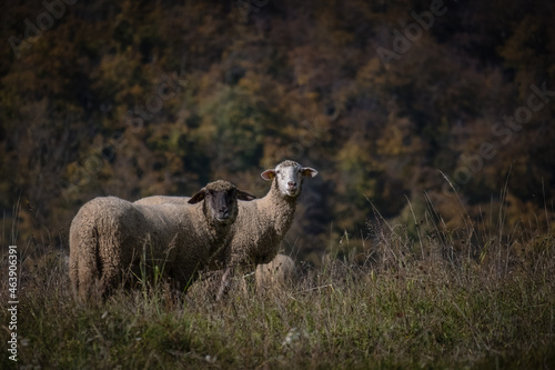 sheep on a meadow