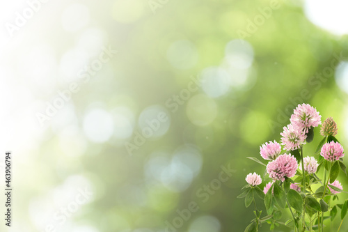 Beautiful blooming clover flowers on blurred background, bokeh effect. Space for text