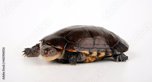West African Black Forest Turtle // Schwarze Pelomedusenschildkröte (Pelusios niger) photo