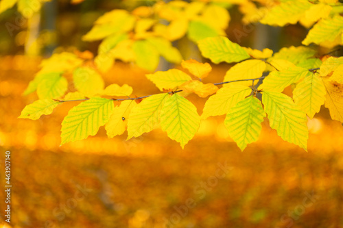 nature backdrop with autumn leaves yellow color closeup, copy space, autumn