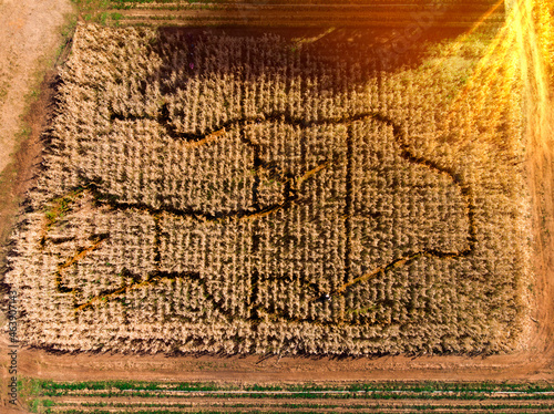 Aerial view of a corn maze at sunset