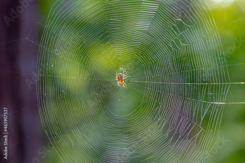 Selective focus of European garden spider on the web, The Bug Lady is literally surrounded by Cross Orbweavers (Araneus diadematus) Egg cases were attached to the house and porch last fall.