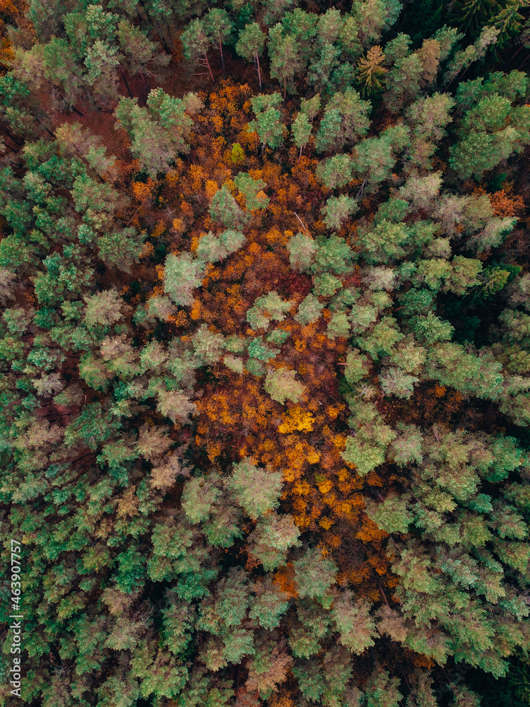 Aerial shot of fall forest. Autumn forest with yellow trees. Colourful autmn forest from above.