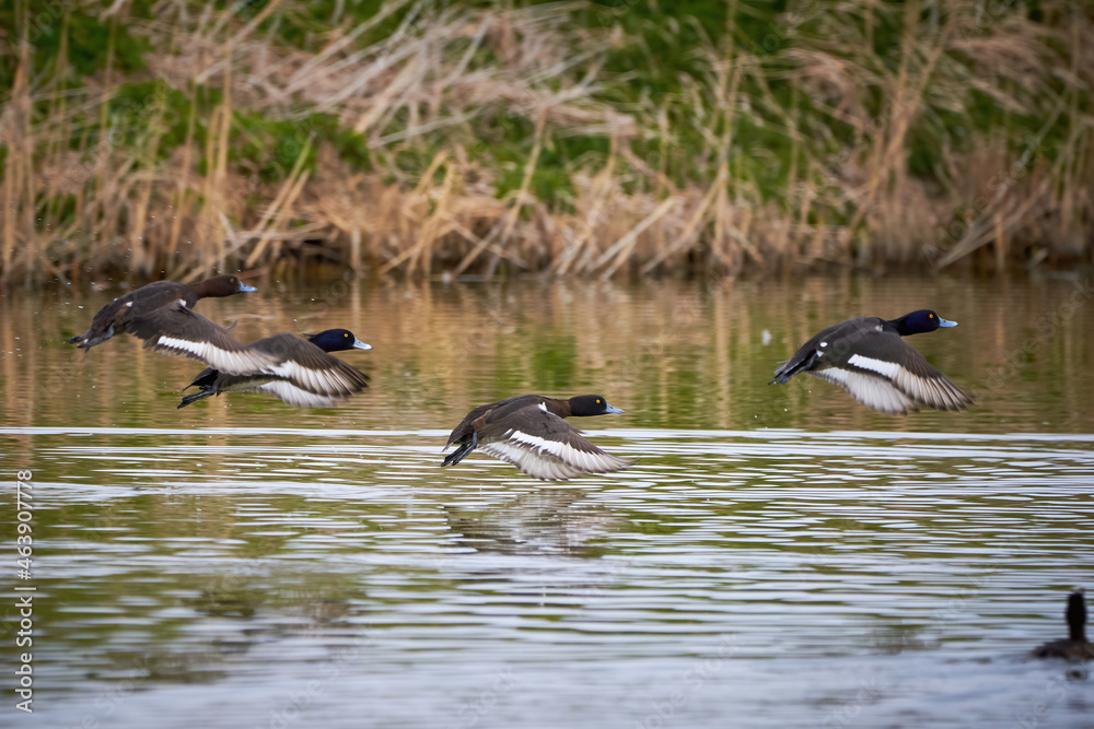 Tufted Ducks in flight above the water ( Aythya fuligula ) Tufted Ducks in flight above the water ( Aythya fuligula )
