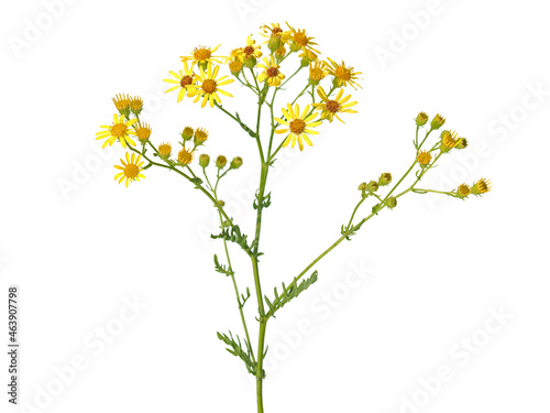Yellow flowers of ragwort, Jacobaea vulgaris © emilio100