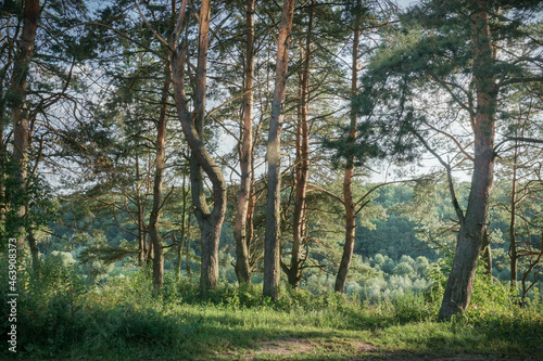 a few pine trees against a forest background on a sunny summer day  the nature of Russia