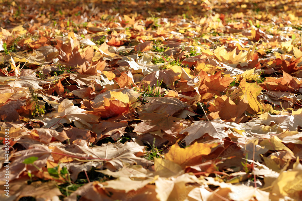fallen yellow autumn leaves close-up fallen yellow autumn leaves close-up