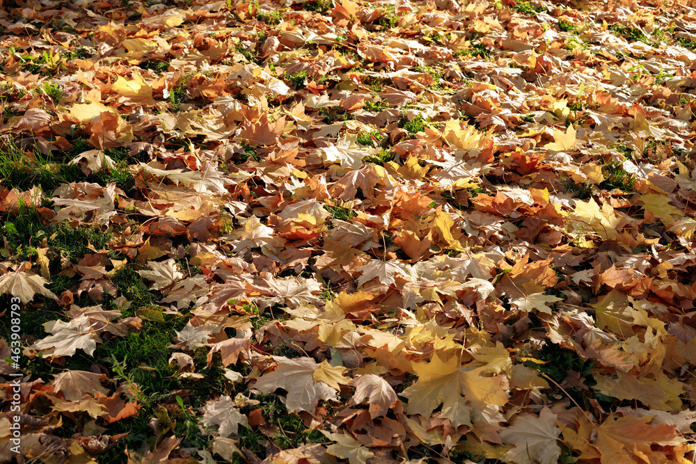 fallen autumn leaves on the ground in the park fallen autumn leaves on the ground in the park