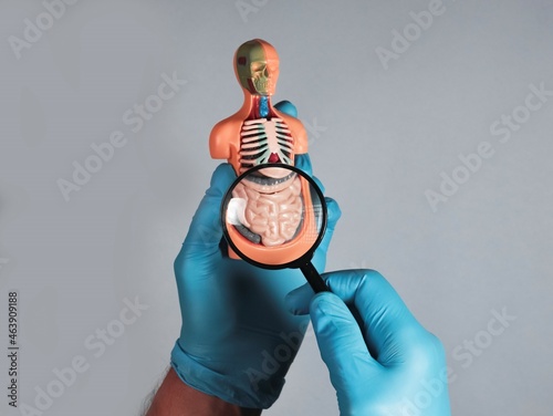 Doctor hand studying and magnifying intestine 3d model. Concept of digestive disease.