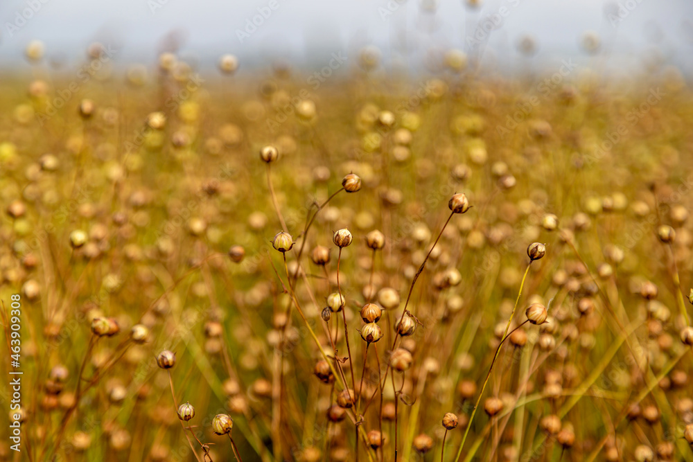 golden field of flax during harvest golden field of flax during harvest