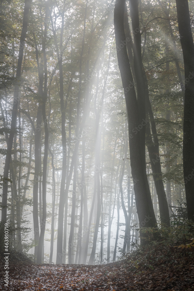 Naklejka premium Herbststimmung