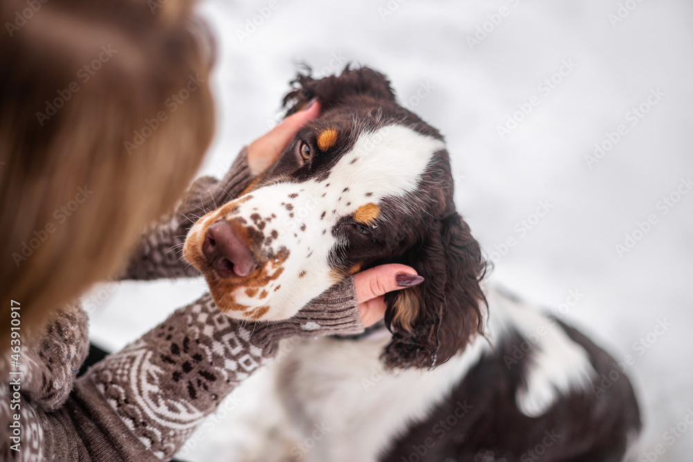 Muzzle for outlet springer spaniel