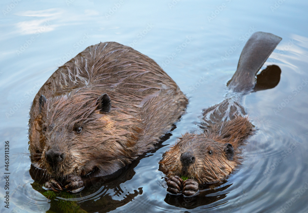 Momma and baby beaver chewing on twigs - obrazy, fototapety, plakaty 
